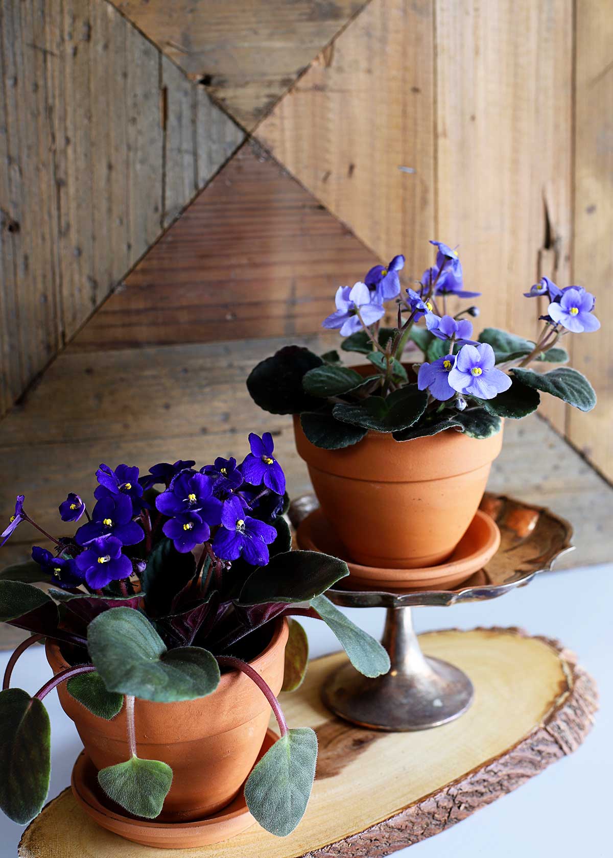 how to care for African violets how to care for African violets
