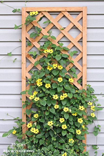 Black-eyed Susan vine - you must plant one of these in your garden this year - it's the vine that keeps going strong all summer long Black-eyed Susan vine - you must plant one of these in your garden this year - it's the vine that keeps going strong all summer long