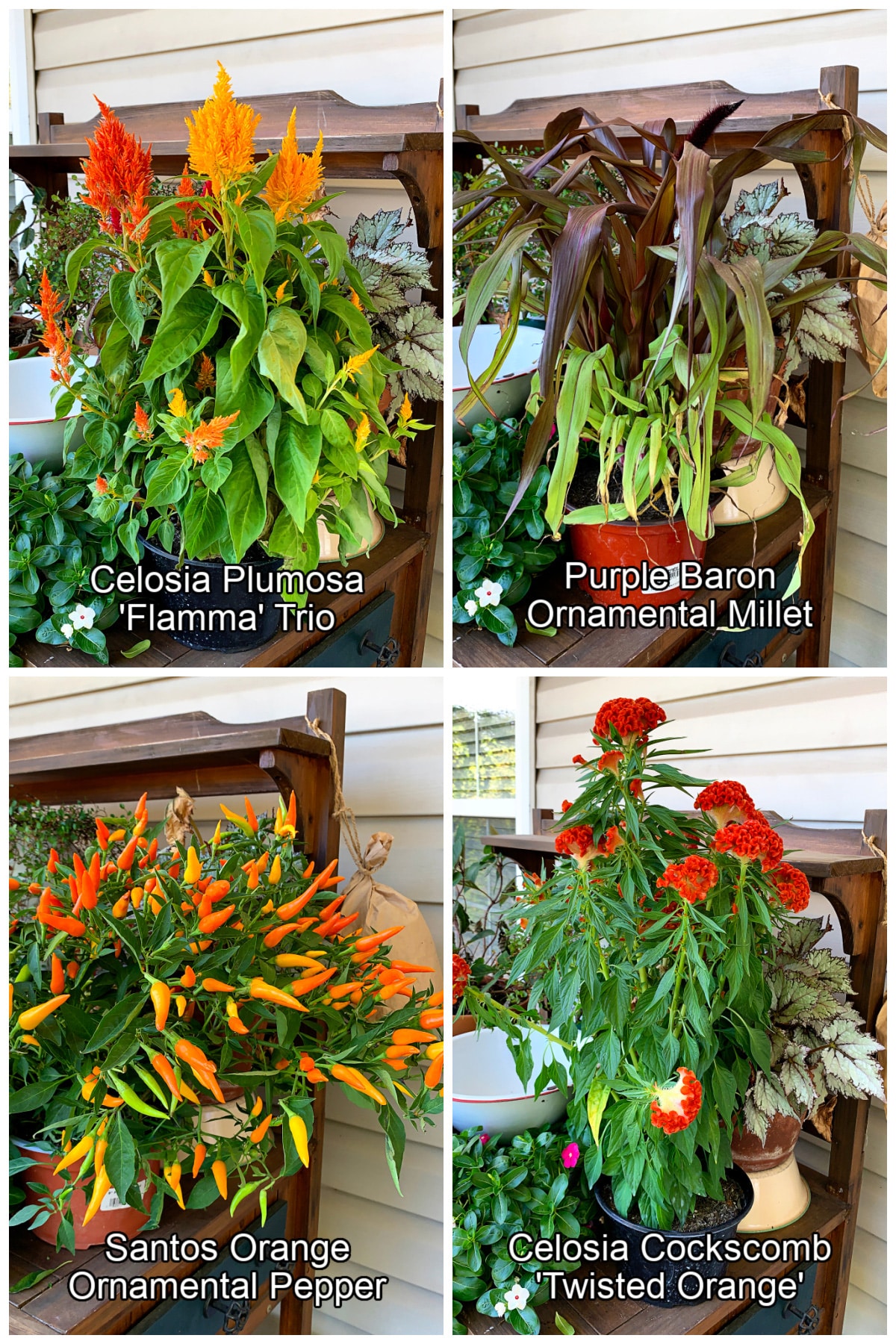 Plants used in a fall planter - two celosia plants, an ornamental millet and an ornmental pepper.