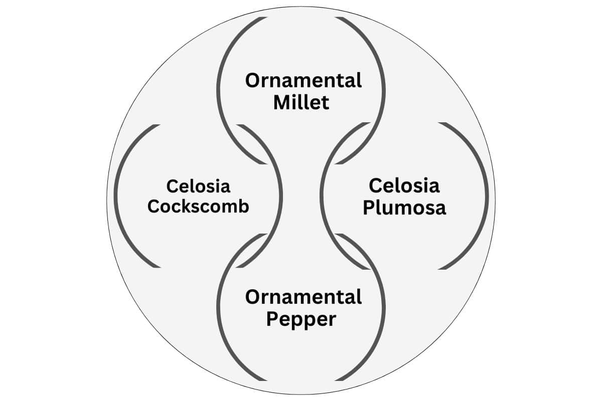 A diagram showing where to plant each fall plant. It shows ornamental millet to the back of the pot at the twelve o'clock position, ornamental pepper at the front at the six o'clock position and a celosia on each side of the pot at the three o'clock and nine o'clock positions. 