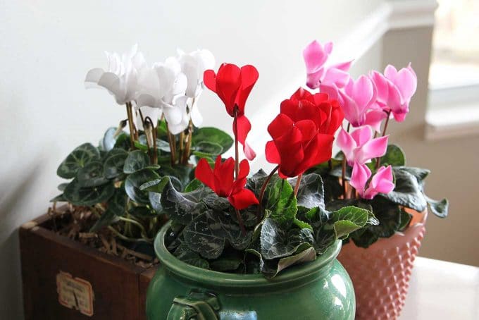 Cyclamen care instructions for growing the cheeriest, most colorful indoor winter plants. Easy to follow growing tips to brighten up your winter home decor. Cyclamen care instructions for growing the cheeriest, most colorful indoor winter plants. Easy to follow growing tips to brighten up your winter home decor.