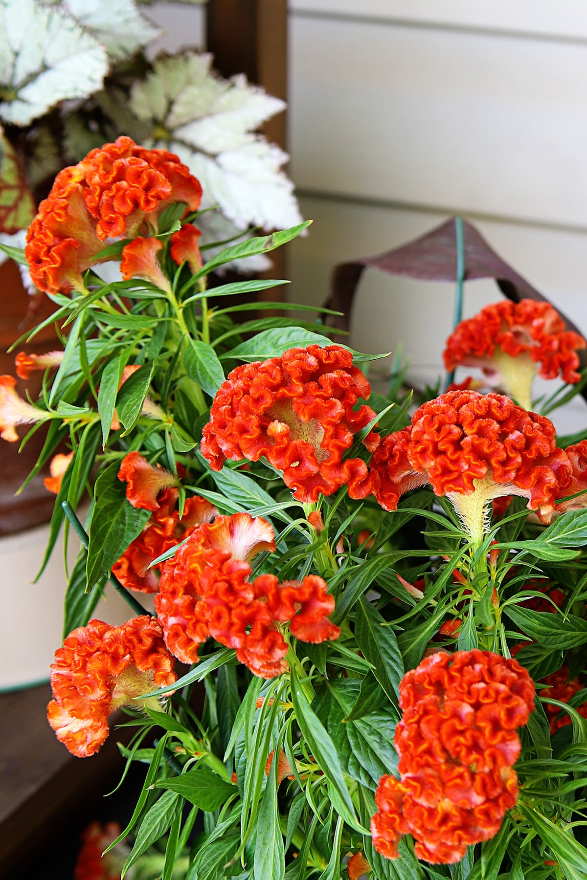 Close up of a Celosia Cockscomb "Twisted Orange" plant with bright orange fall flower plumes.