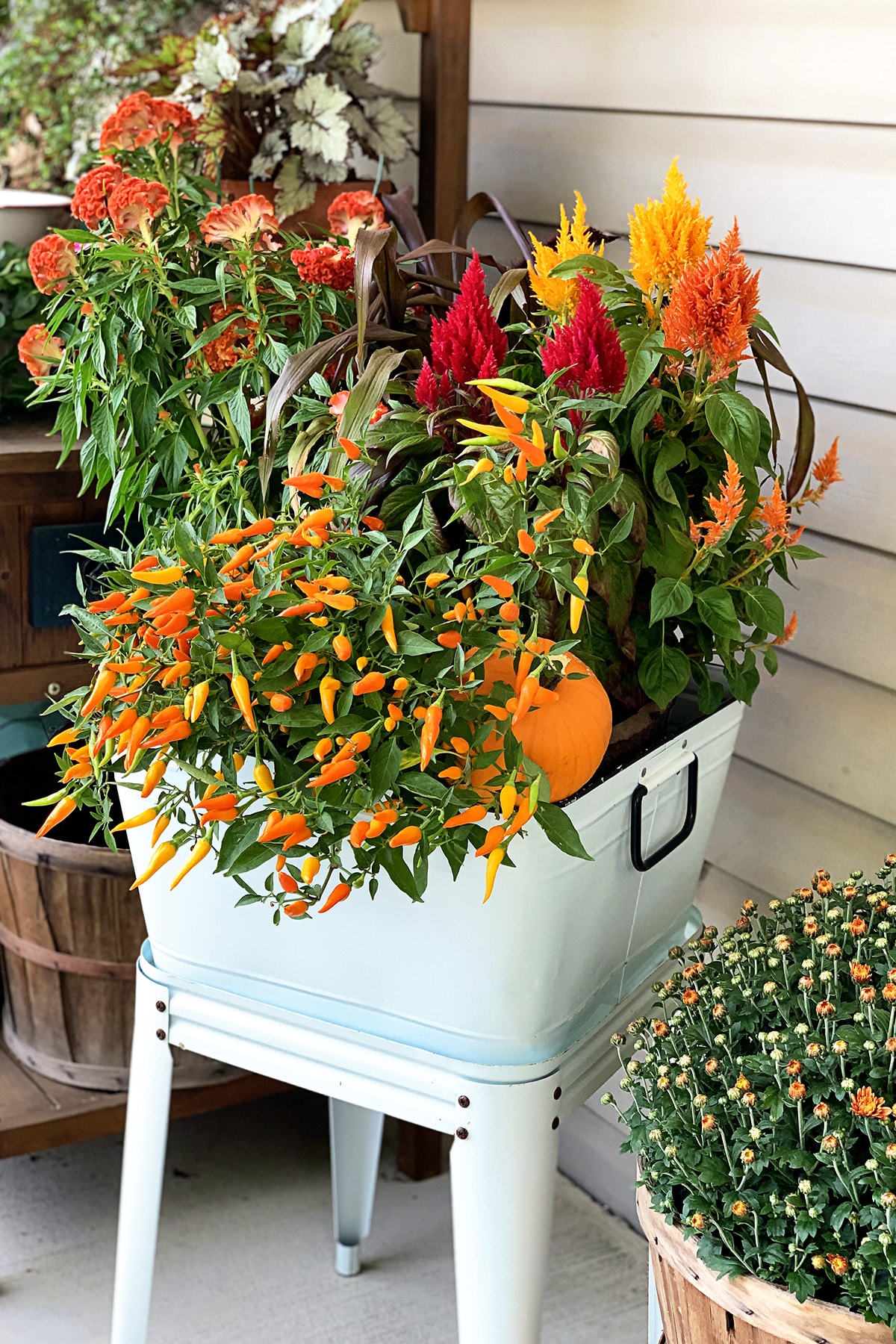 Colorful fall planter made with celosia, ornamental peppers and ornamental millet.