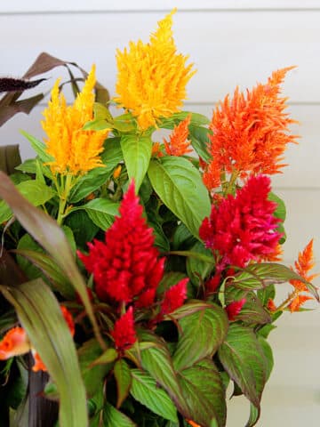 Learn how to create stunning fall container gardens using celosia and other unique plants. Discover expert tips for planting and styling a colorful, cozy autumn display for your porch - without mums!