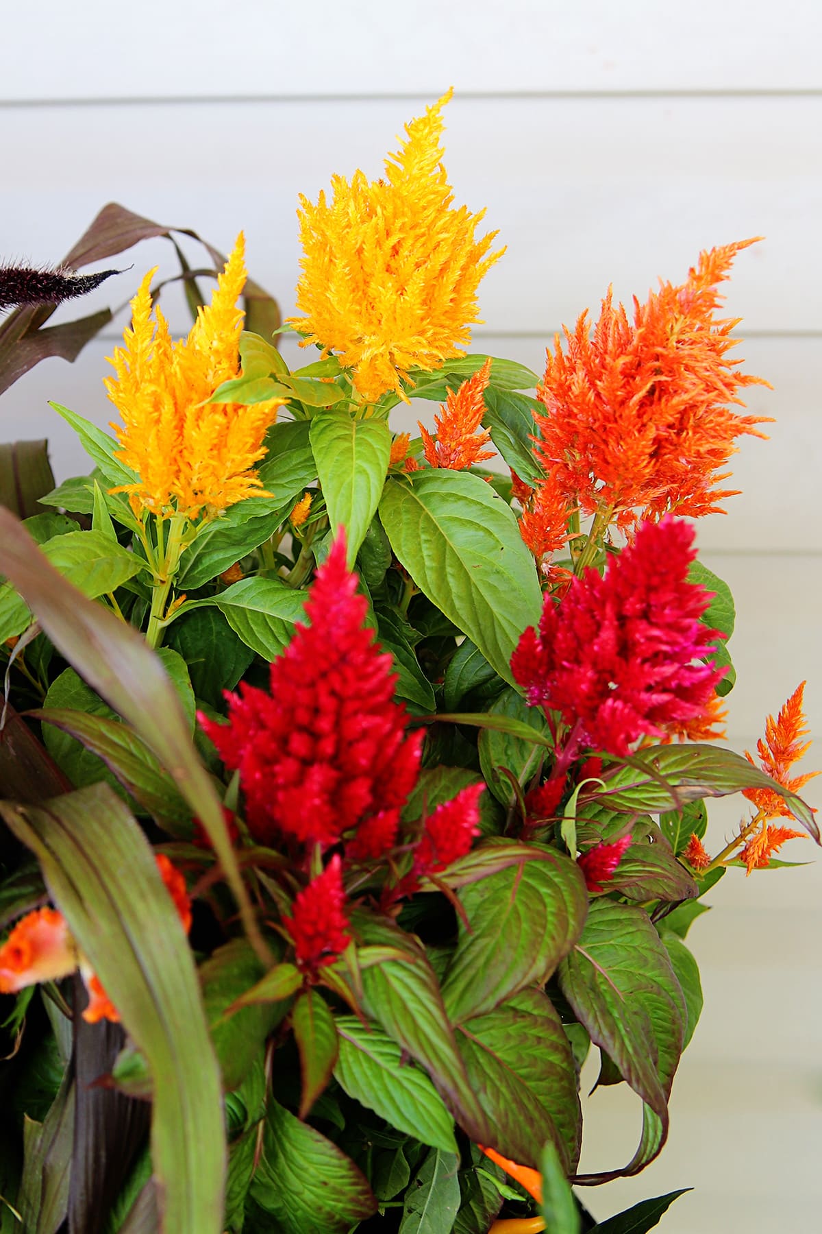 Bold floral plumes of a Celosia Plumosa "Flamma" Trio in bright yellow,, orange and red.