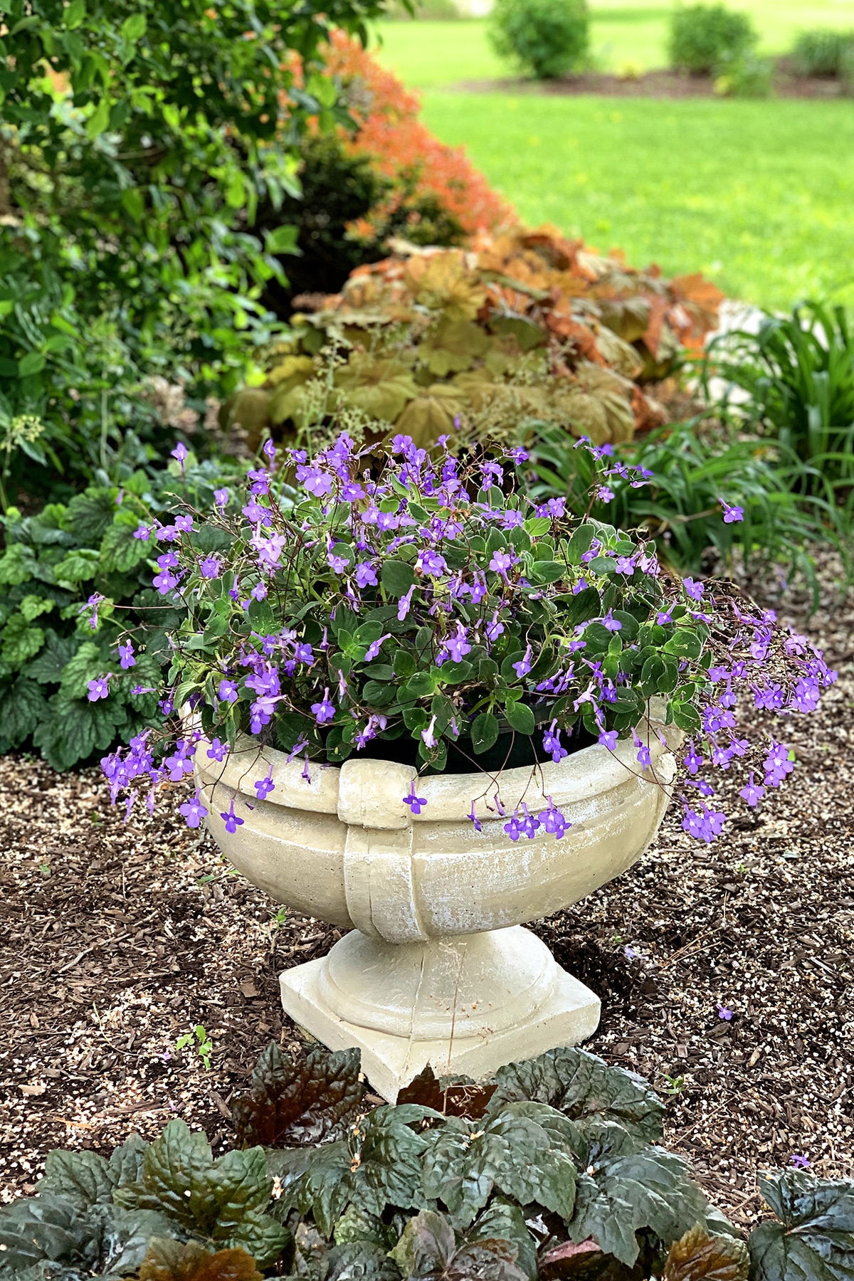 Concrete garden urn with Streptocarpella saxorum also known as false African Violet.