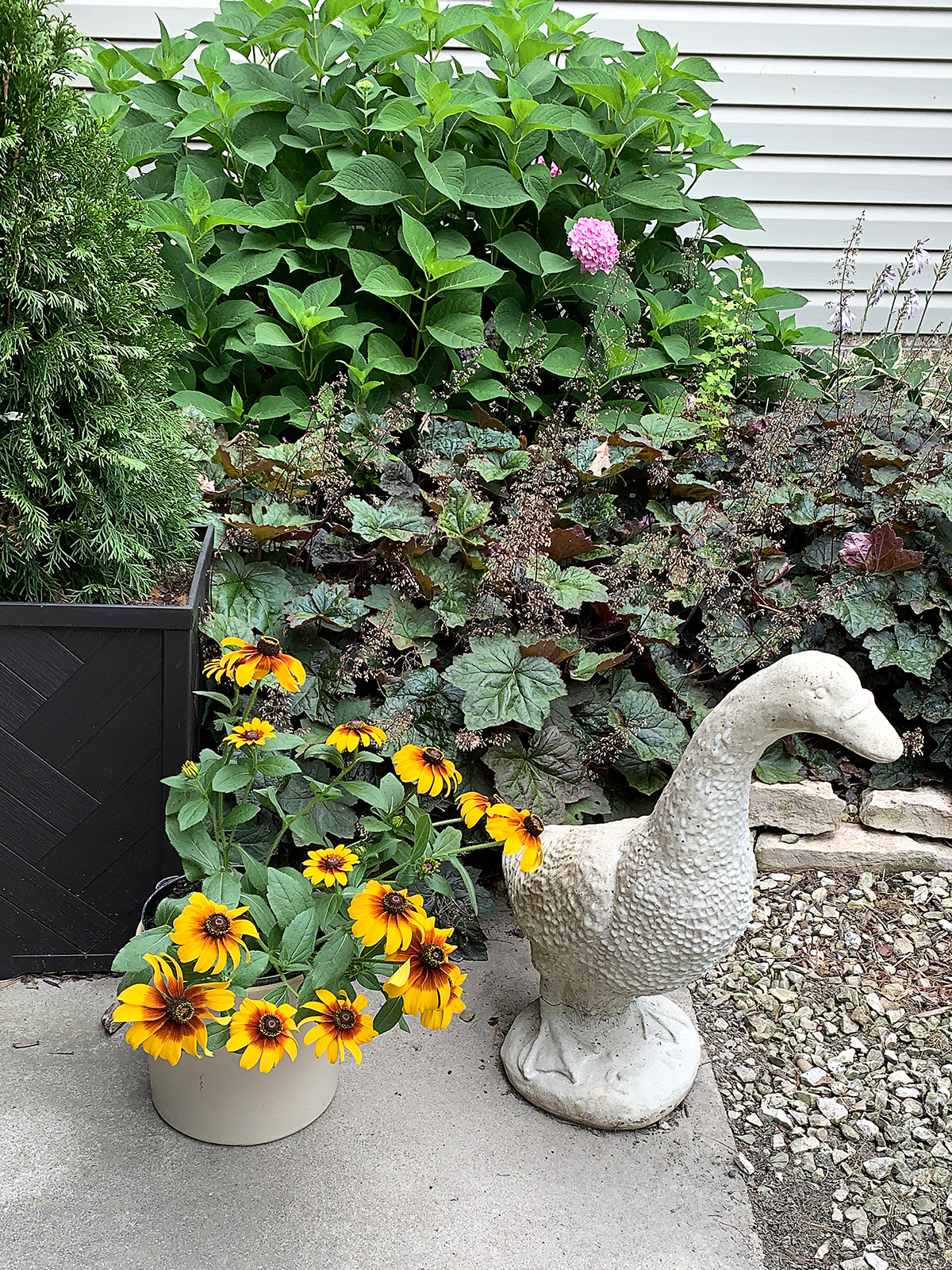 Concrete lawn goose sitting in front of Purple Palace coral bells and a rudbeckia aka black-eyed Susan.