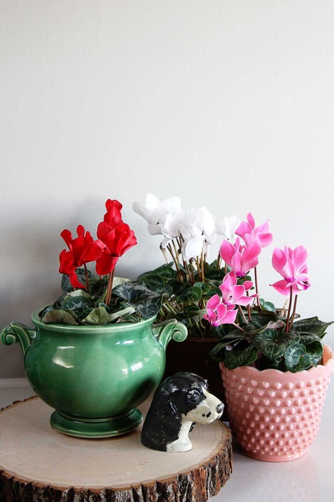 Cyclamen care instructions for growing the cheeriest, most colorful indoor winter plants. Easy to follow growing tips to brighten up your winter home decor. Cyclamen care instructions for growing the cheeriest, most colorful indoor winter plants. Easy to follow growing tips to brighten up your winter home decor.