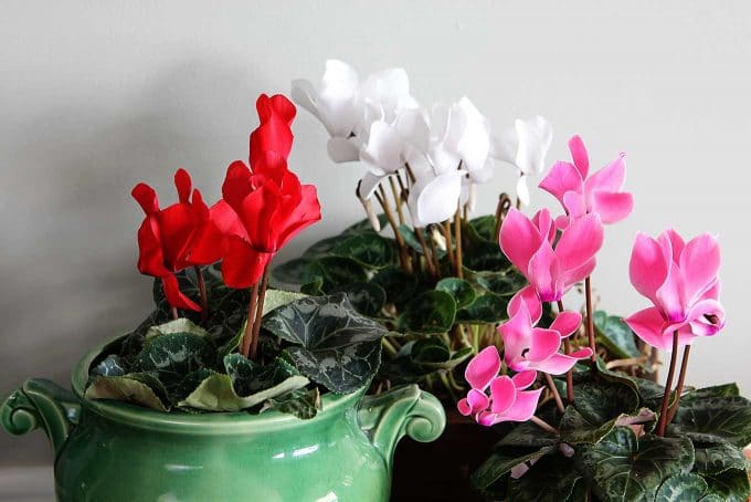 Cyclamen care instructions for growing the cheeriest, most colorful indoor winter plants. Easy to follow growing tips to brighten up your winter home decor. Cyclamen care instructions for growing the cheeriest, most colorful indoor winter plants. Easy to follow growing tips to brighten up your winter home decor.