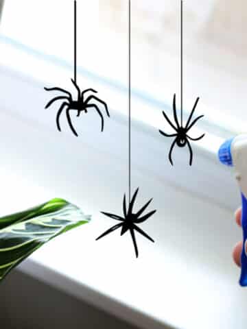 Homemade spider spray using natural ingredients.