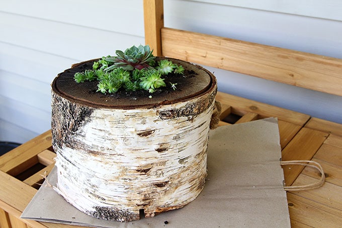 How to plant succulents in a log