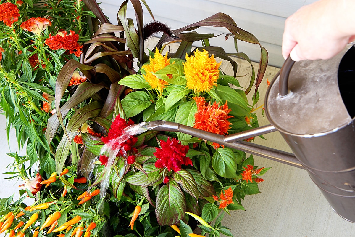 Watering fall plants in an autumn container garden for the porch. 