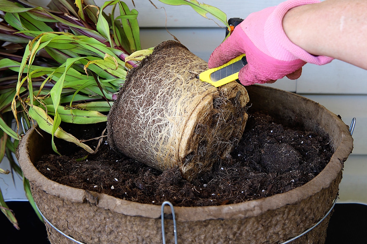 Using a box cutter to slice into the roots of a pot bound plant. It makes it easier for the roots to branch out in the soil of its new planter.