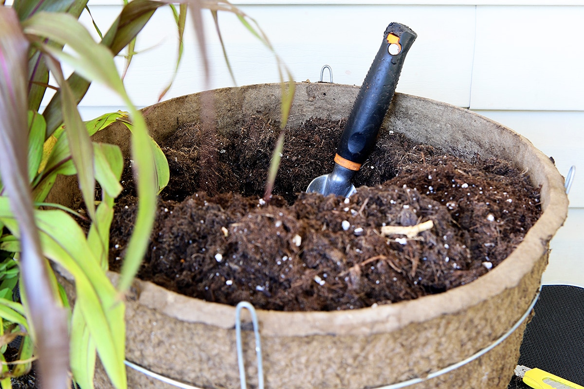 Digging a hole in the potting soil in order to plant new fall plants.