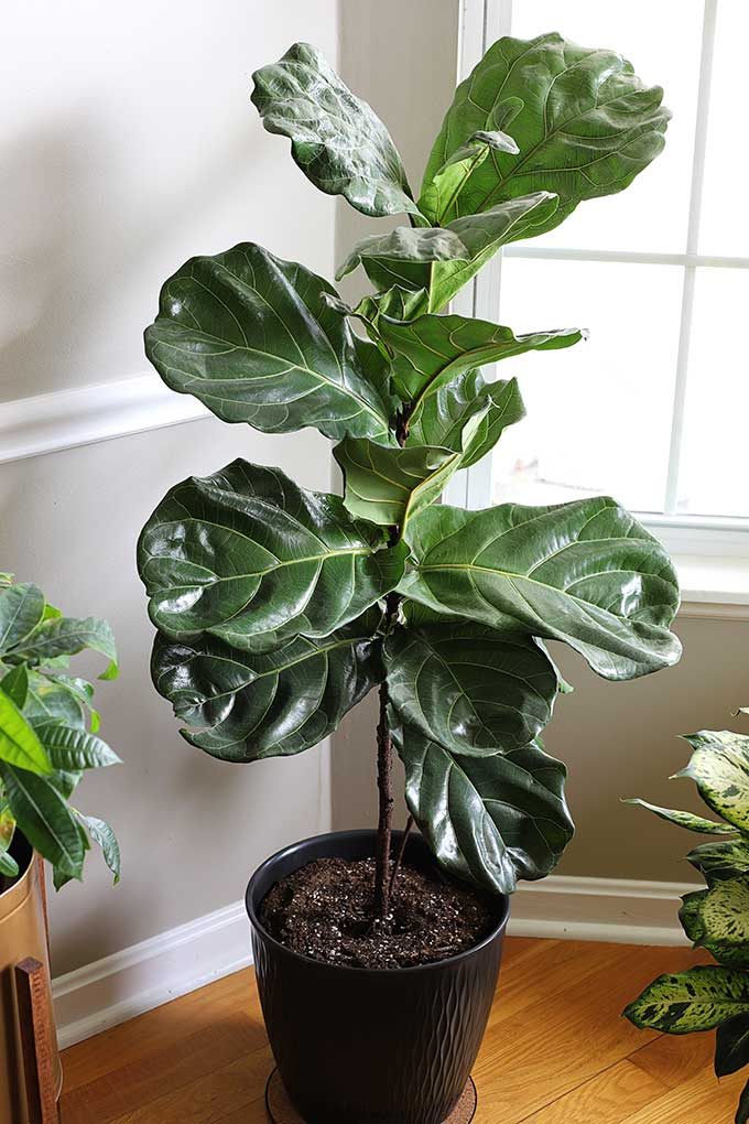 Fiddle Leaf Fig care