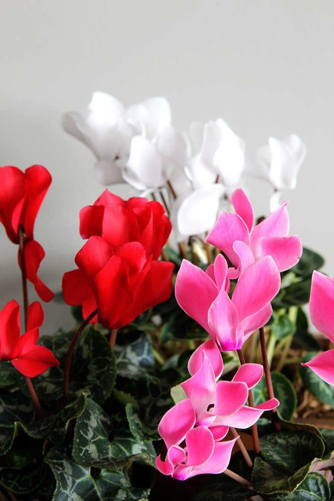 Cyclamen care instructions for growing the cheeriest, most colorful indoor winter plants. Easy to follow growing tips to brighten up your winter home decor. Cyclamen care instructions for growing the cheeriest, most colorful indoor winter plants. Easy to follow growing tips to brighten up your winter home decor.