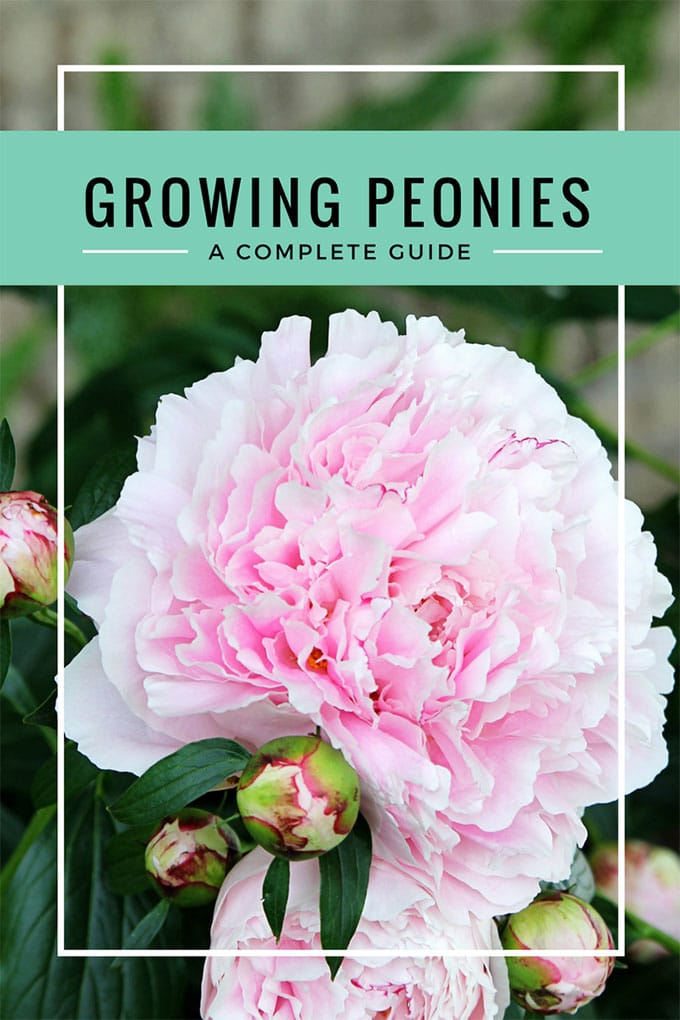 Your complete guide on growing peonies. Everything from soil conditions to USDA zones to the ants that love peonies too. Including how and when to cut peonies for vases so you can enjoy them indoors. And most importantly, what you can do if your peonies just won't bloom! #gardeningtips #peonies Your complete guide on growing peonies. Everything from soil conditions to USDA zones to the ants that love peonies too. Including how and when to cut peonies for vases so you can enjoy them indoors. And most importantly, what you can do if your peonies just won't bloom! #gardeningtips #peonies