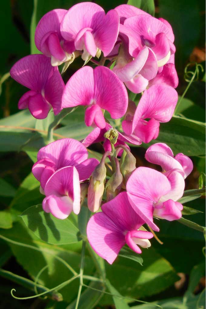 Sweet peas are a staple in old-fashioned flower gardens