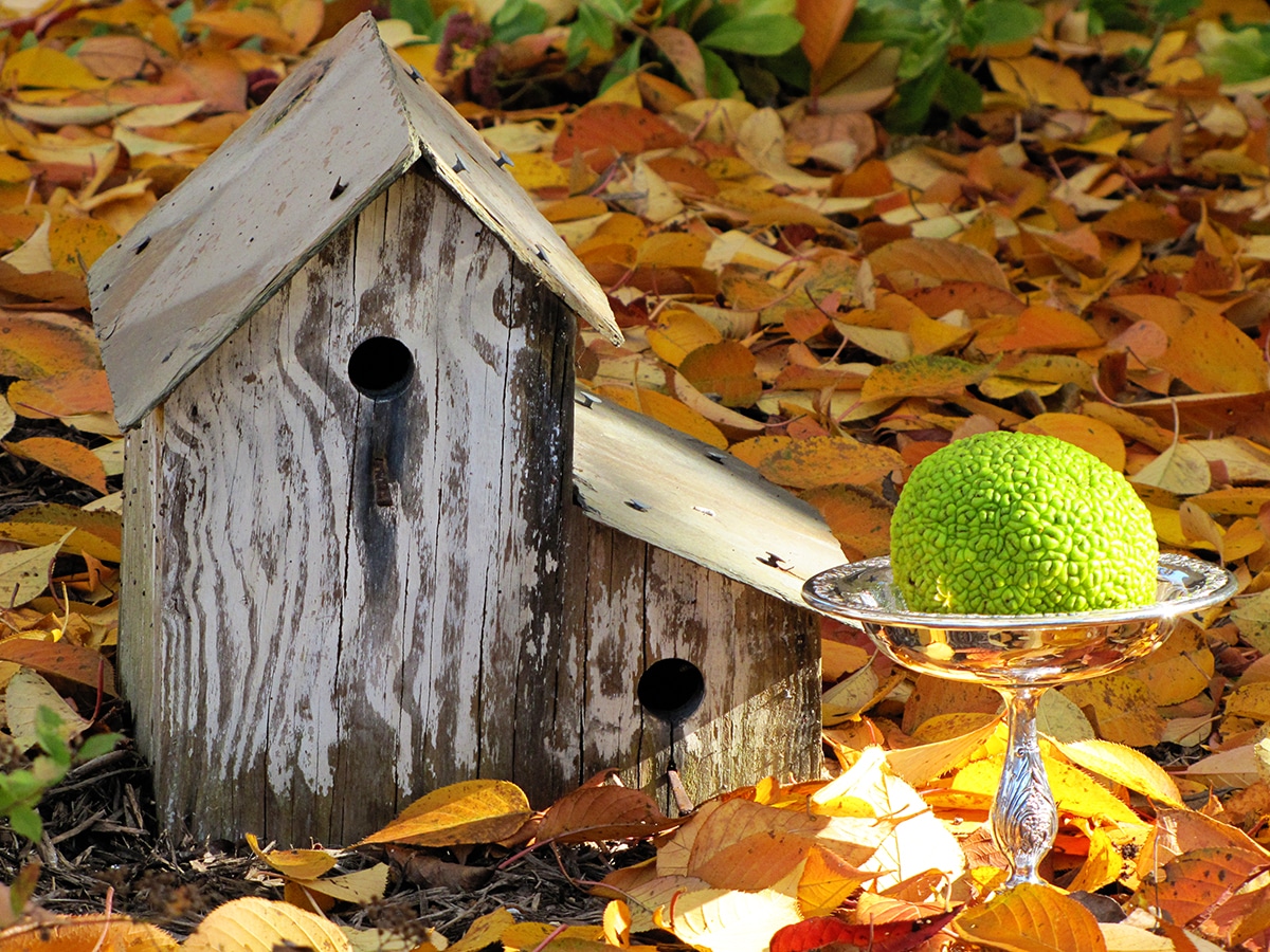Hedge apple in a silver bowl. Hedge apples are a natural spider repellent.