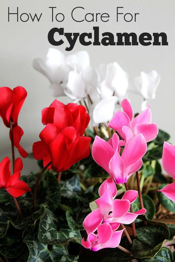 Cyclamen care instructions for growing the cheeriest, most colorful indoor winter plants. Easy to follow growing tips to brighten up your winter home decor. Cyclamen care instructions for growing the cheeriest, most colorful indoor winter plants. Easy to follow growing tips to brighten up your winter home decor.