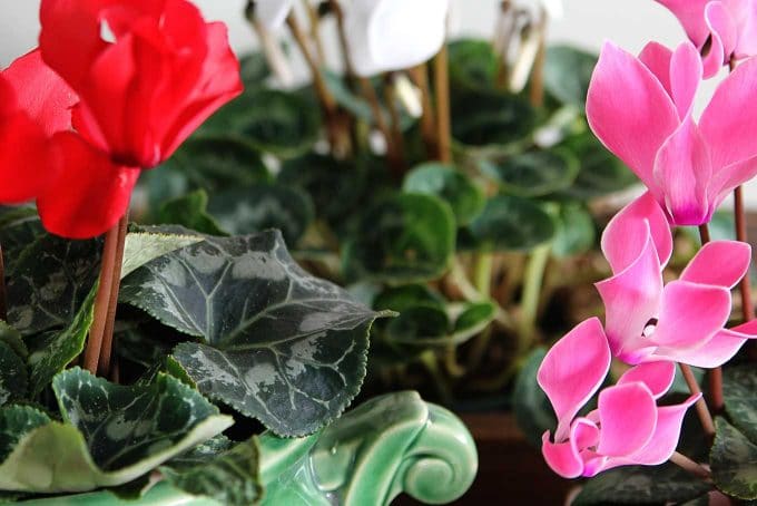 Cyclamen care instructions for growing the cheeriest, most colorful indoor winter plants. Easy to follow growing tips to brighten up your winter home decor. Cyclamen care instructions for growing the cheeriest, most colorful indoor winter plants. Easy to follow growing tips to brighten up your winter home decor.