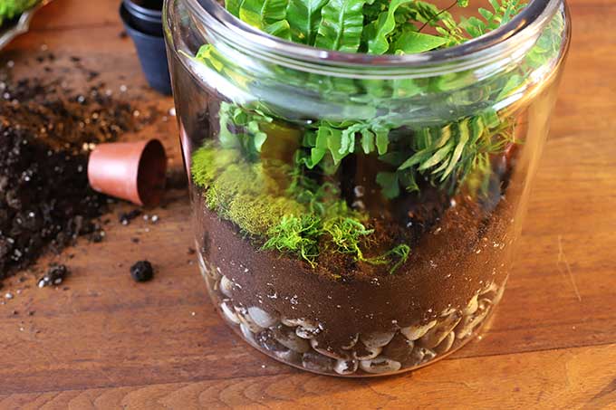Moss in terrarium