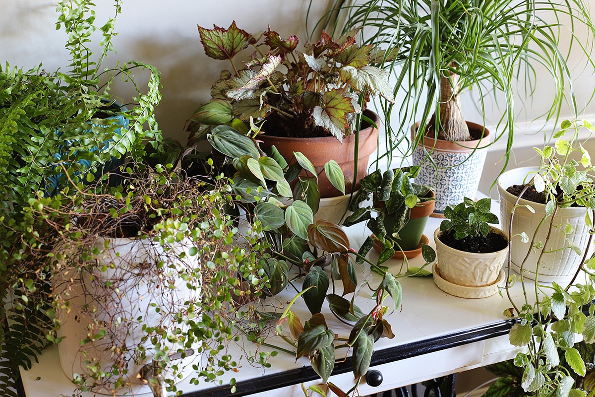 Houseplants sitting on a table in the dining room.