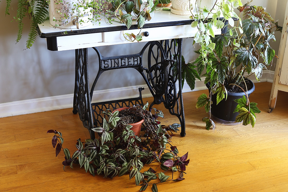 Houseplants sitting on the floor in the dining room after being moved inside for the winter.