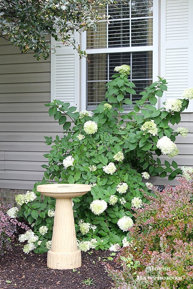 How to grow and care for Limelight Hydrangea How to grow and care for your Limelight Hydrangea. A beautiful deciduous shrub for your garden which is very forgiving and easy to grow.