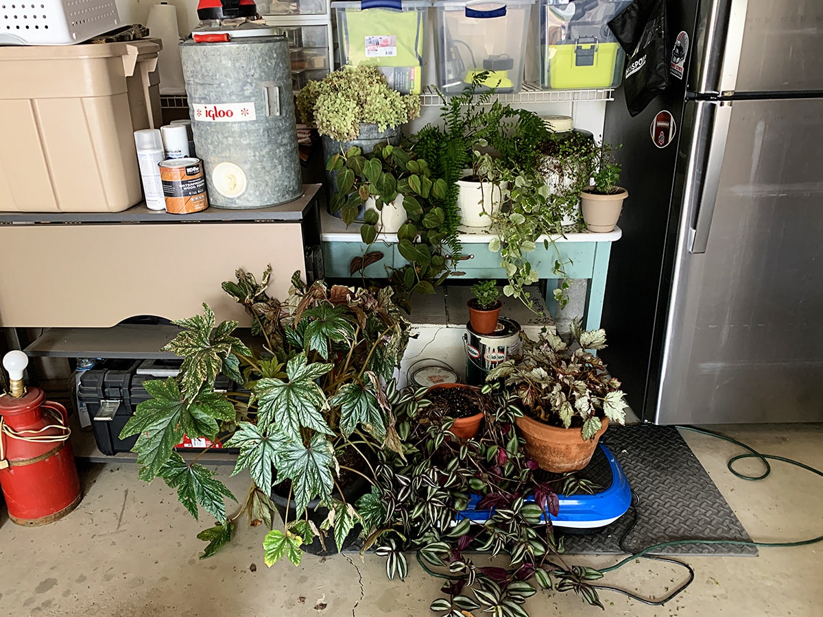 Outdoor houseplants sitting in a corner of the garage until they can become acclimated enough to move them back into the house for the winter. 