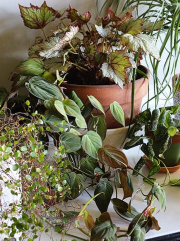 How to safely bring houseplants inside the house for the winter after spending the summer outside.