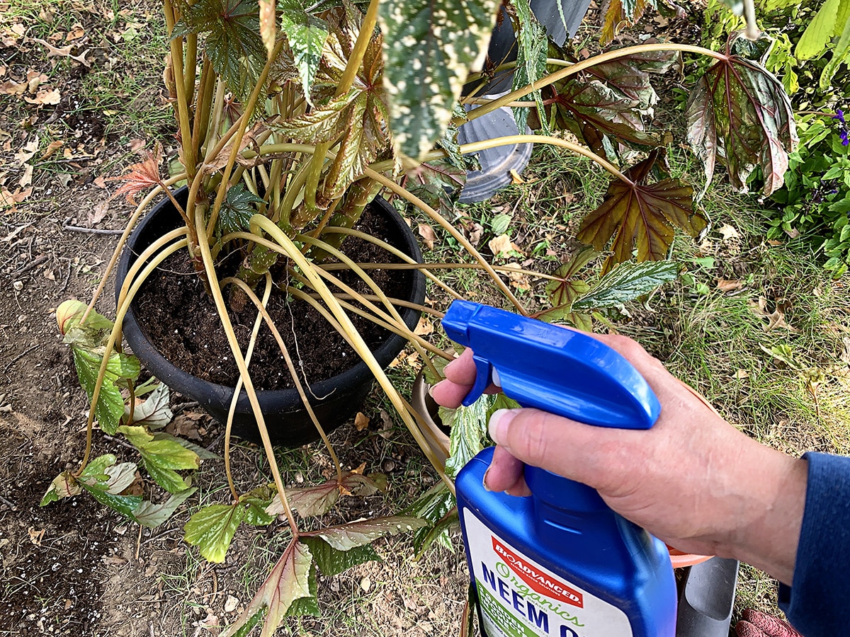 Spraing an outdoor houseplant with neem oil to control pests and act as a fungicide.