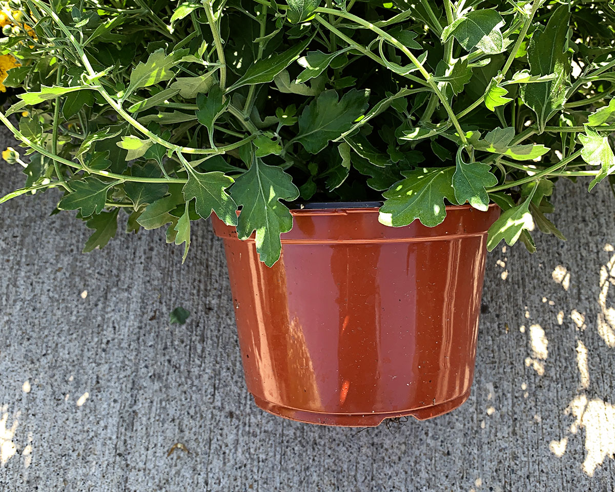 A typical brown or black nursery pot holding a chysanthemum. These plants always need to be repotted or planted in the ground.