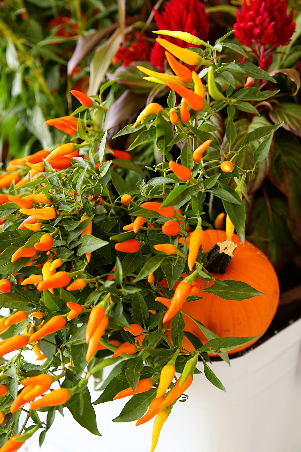 Close up of a Santos Orange Ornamental Pepper plant in a gorgeous fall planter arrangement.