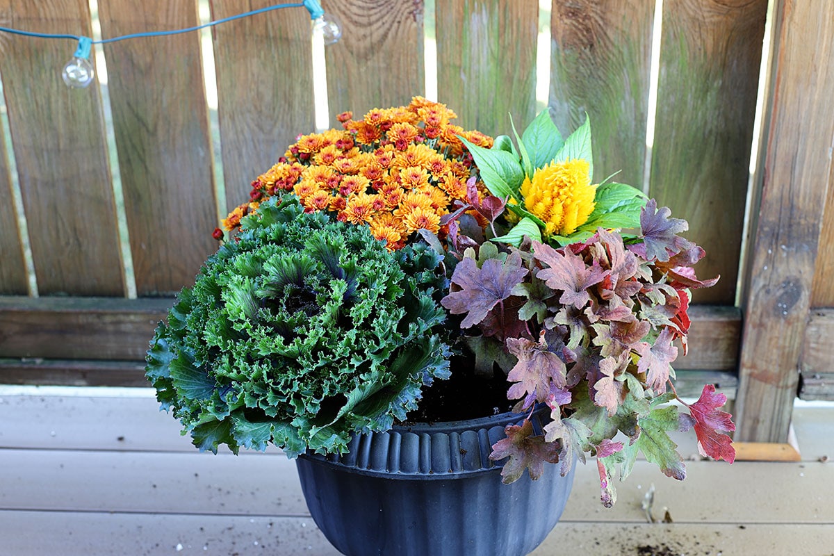 Planting coral bells in a fall container.