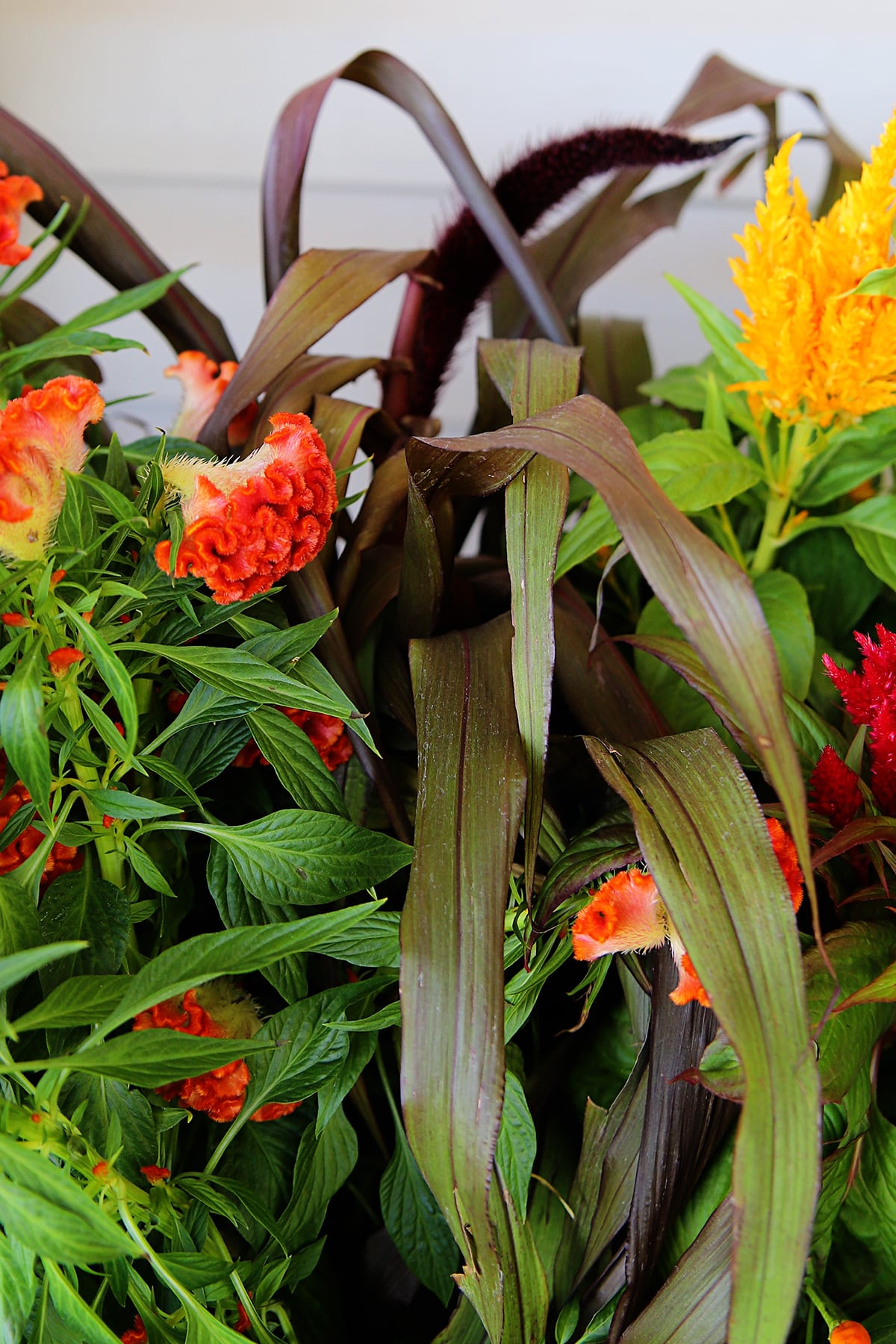 The leaves and seed spikes of a Purple Baron Ornamental Millet among other bold fall plants..