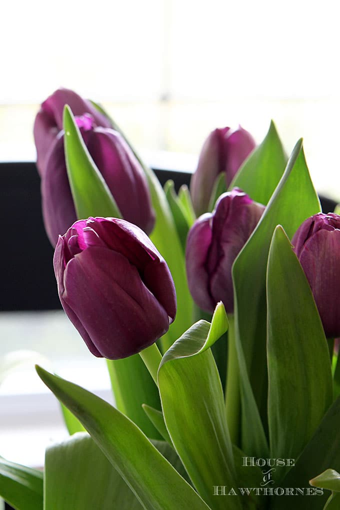 Spring tulips Purple tulips in a vase.