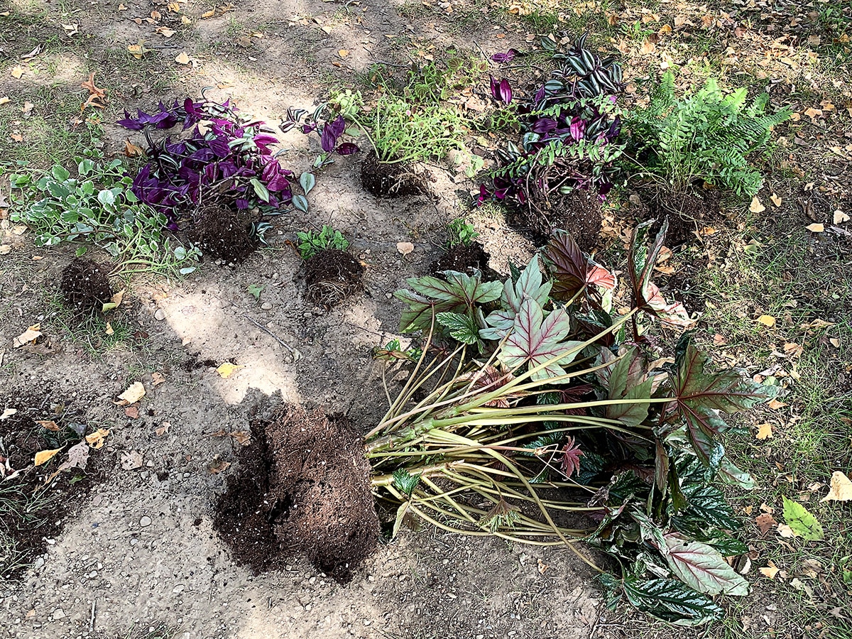 Houseplants that have been taken out of their summer planter and are sitting on the ground awaiting new individual pots.