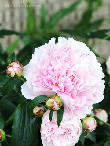 Tips on how to grow peonies. Everything from soil conditions to USDA Plant Hardiness Zones to ants. Includes how to cut peonies for flower arrangements.