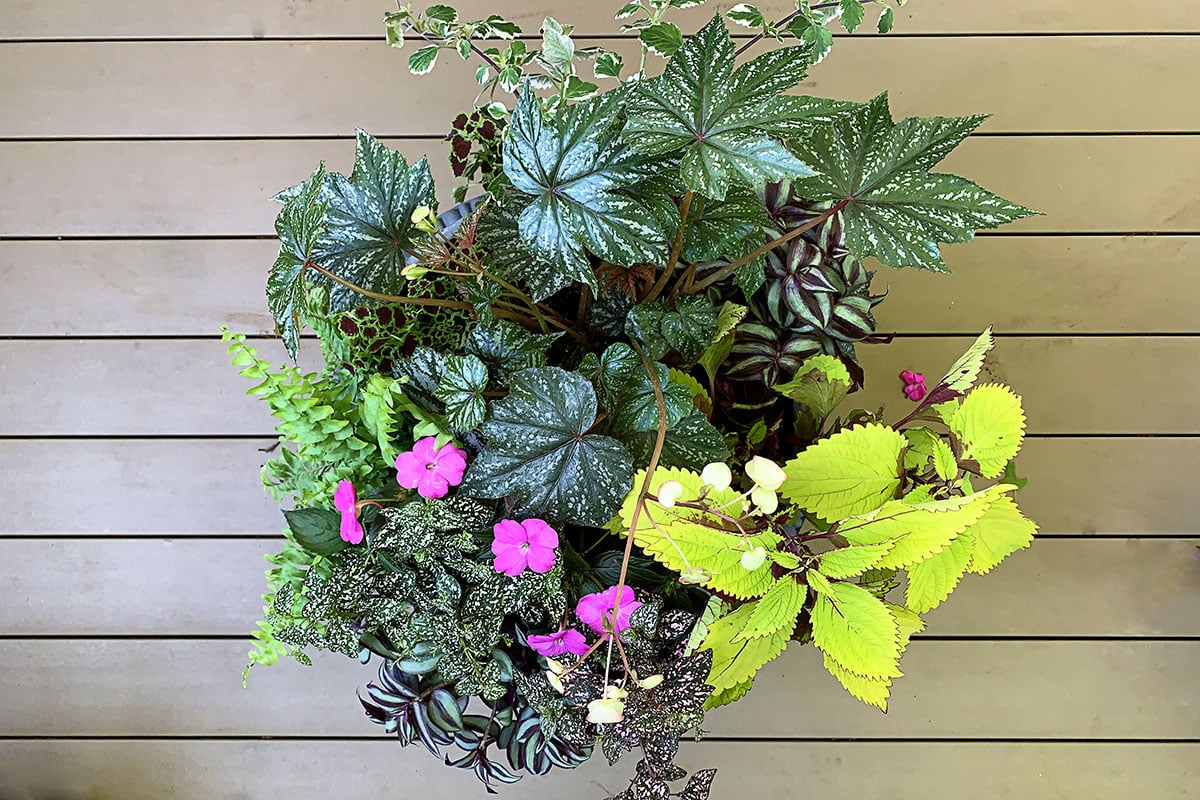 View from above the shade container planter for the porch.