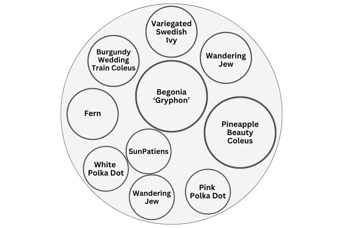 Diagram for planting a shade container garden including the names of the plants and locations.