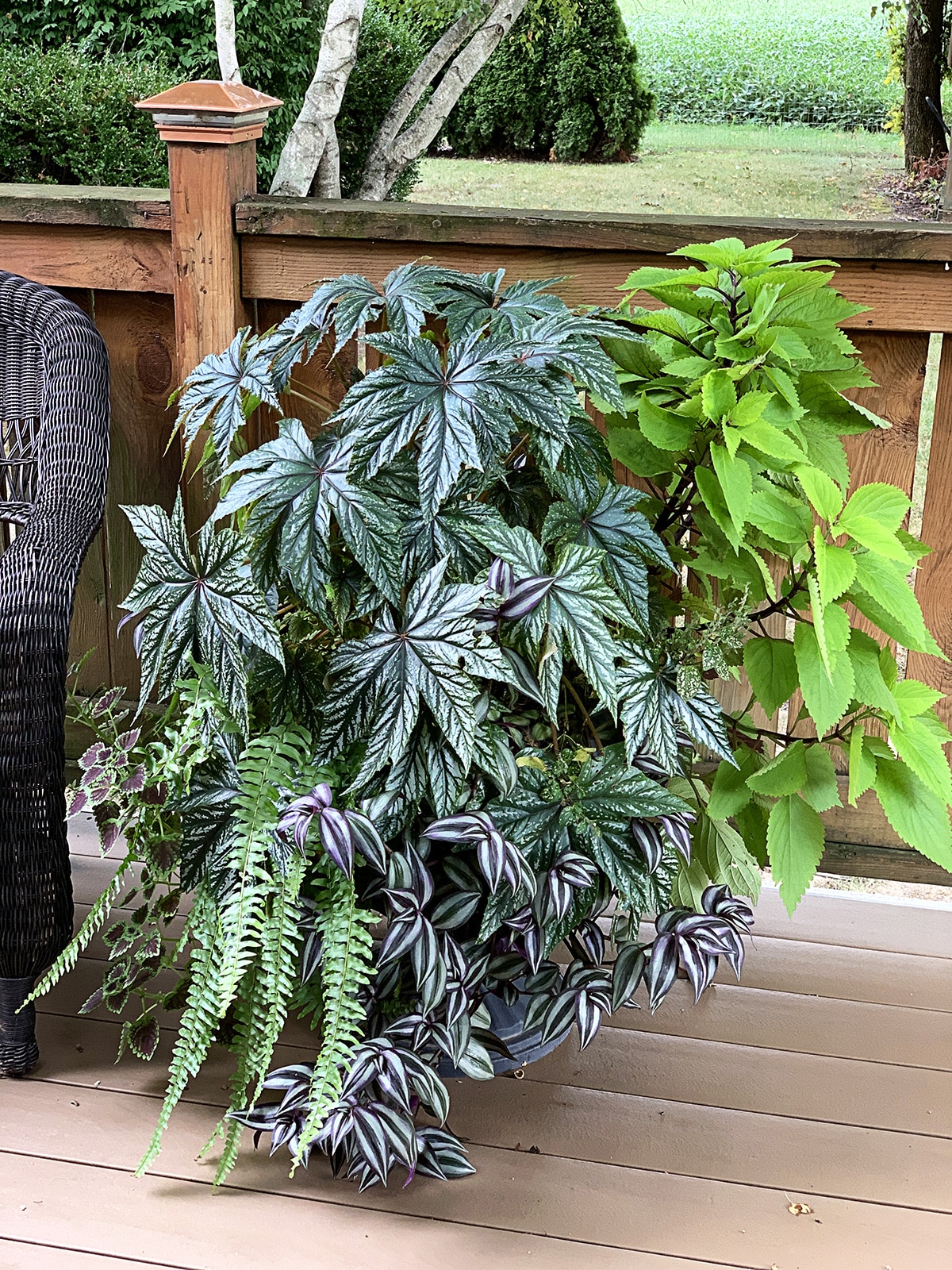Houseplants used in an outdoor planter during the summer and tips for how to safely bring them inside for the winter.