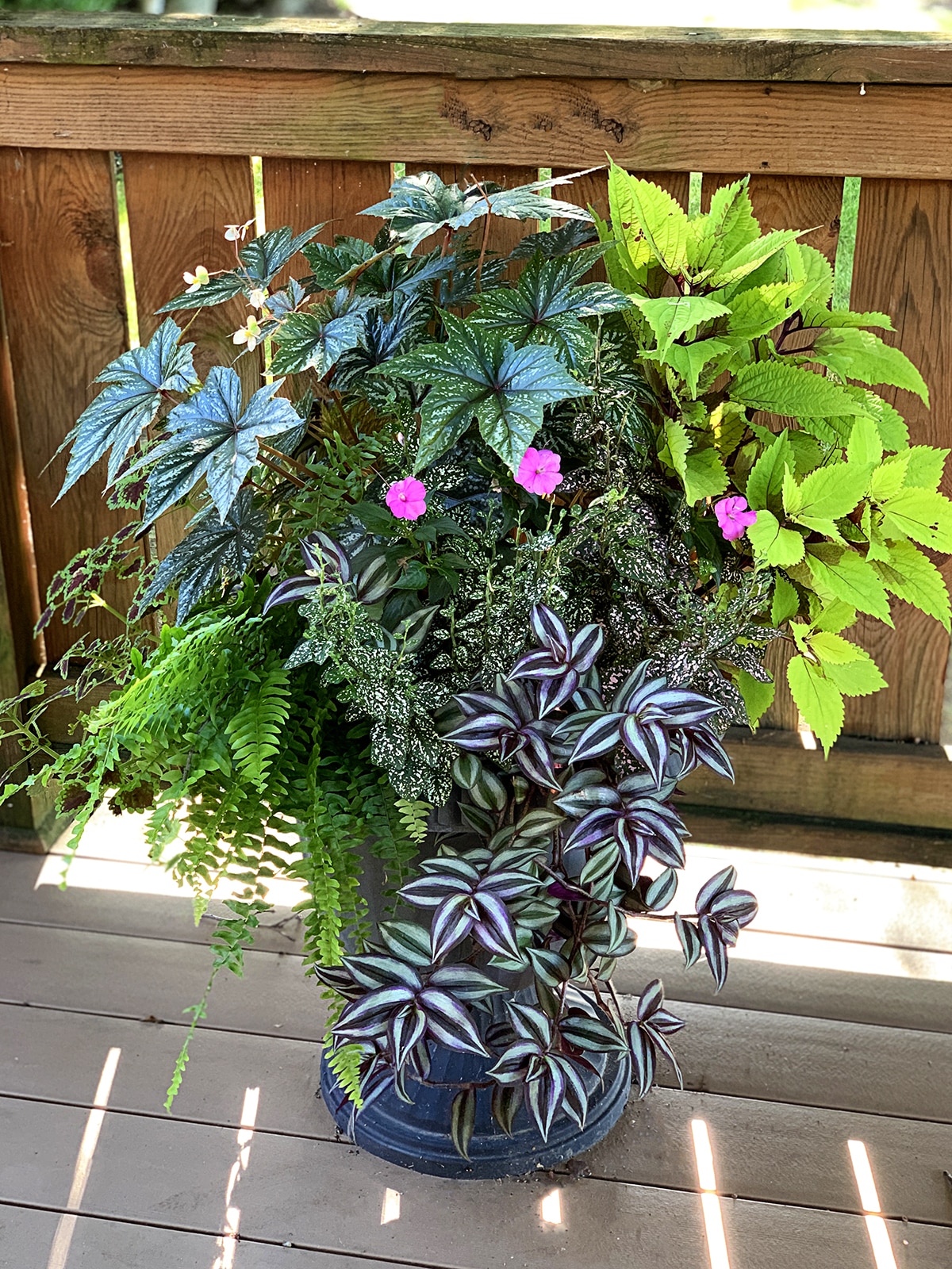 Lush shade container planter for the porch or patio.
