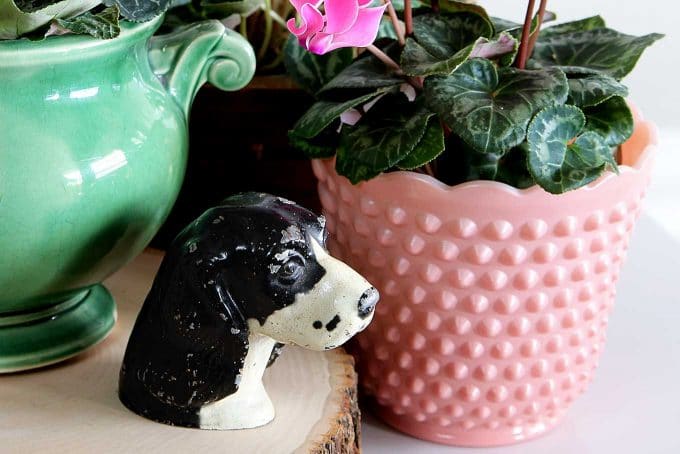 Cyclamen care instructions for growing the cheeriest, most colorful indoor winter plants. Easy to follow growing tips to brighten up your winter home decor. Cyclamen care instructions for growing the cheeriest, most colorful indoor winter plants. Easy to follow growing tips to brighten up your winter home decor.